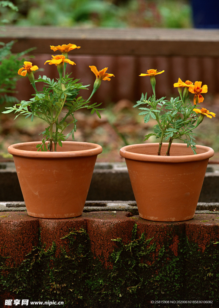 盆栽盆景瓶栽室内花草图片