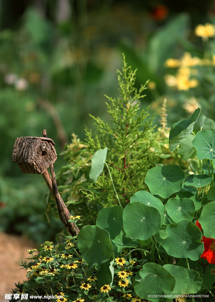 盆栽盆景瓶栽室内花草图片