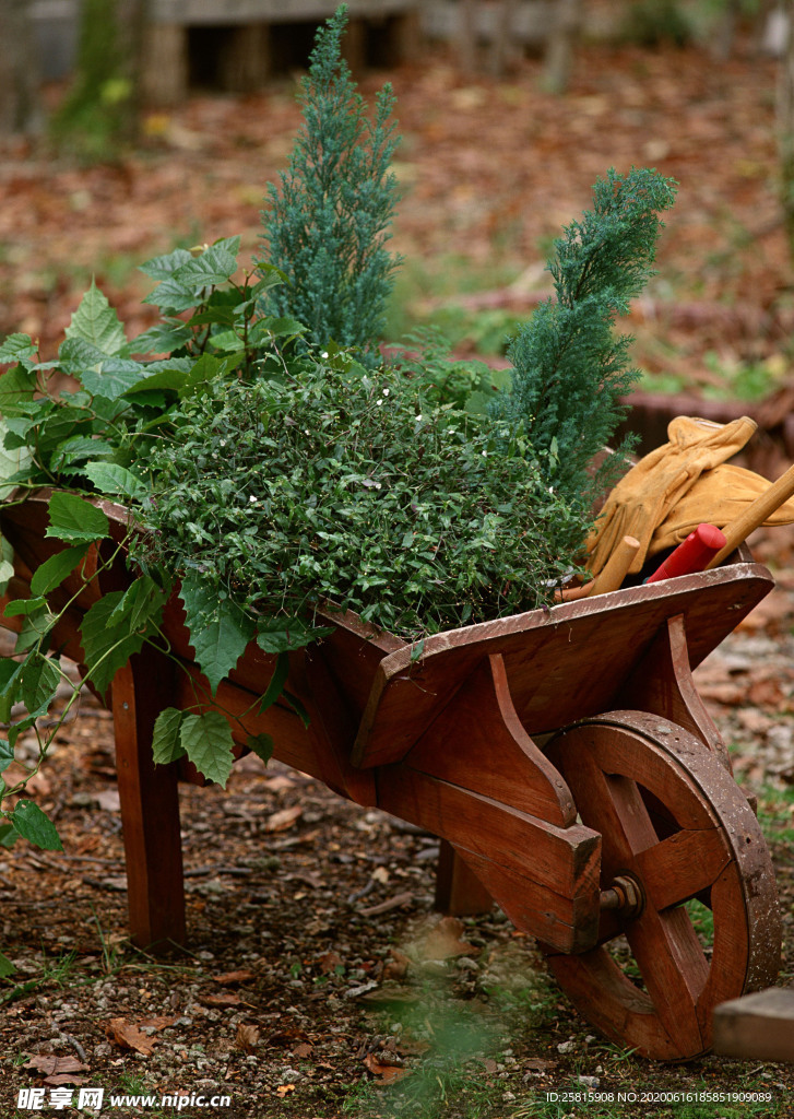 盆栽盆景瓶栽室内花草图片