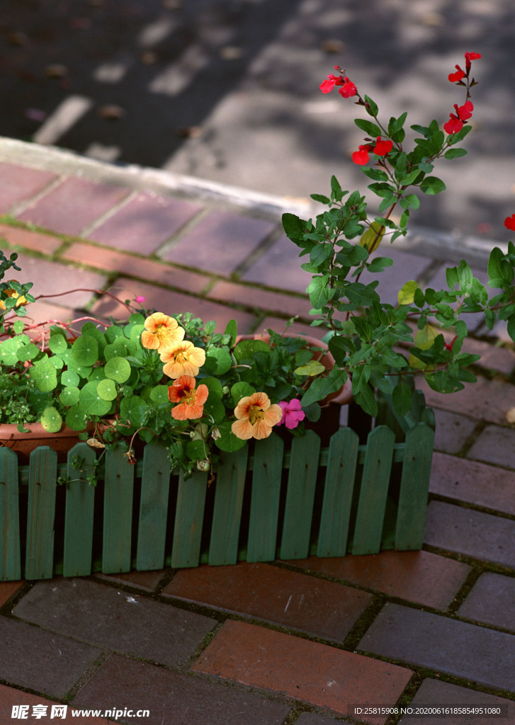 盆栽盆景瓶栽室内花草图片