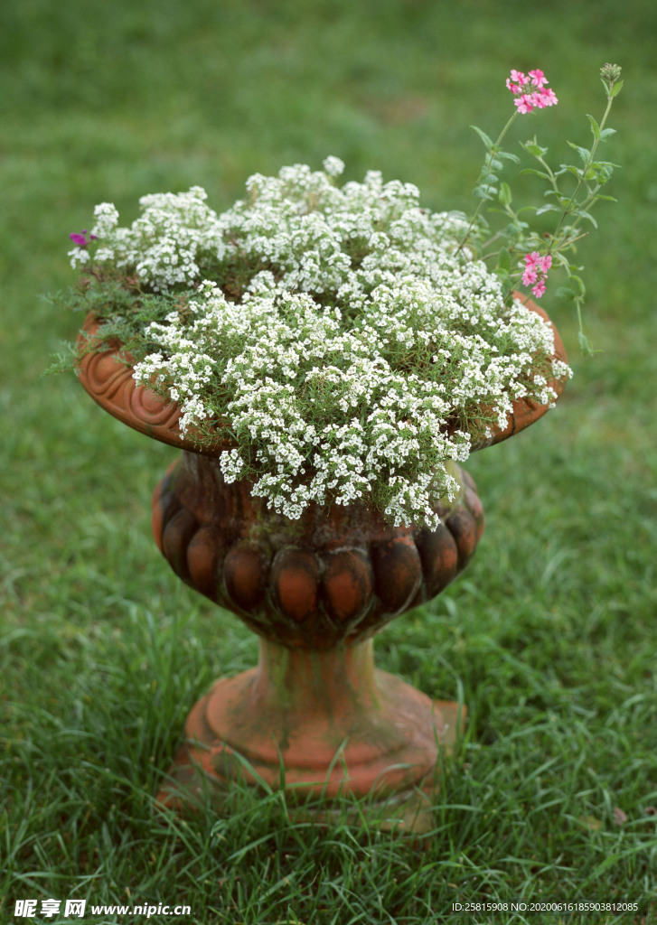 盆栽盆景瓶栽室内花草图片