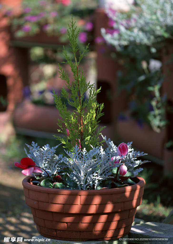 盆栽盆景瓶栽室内花草图片