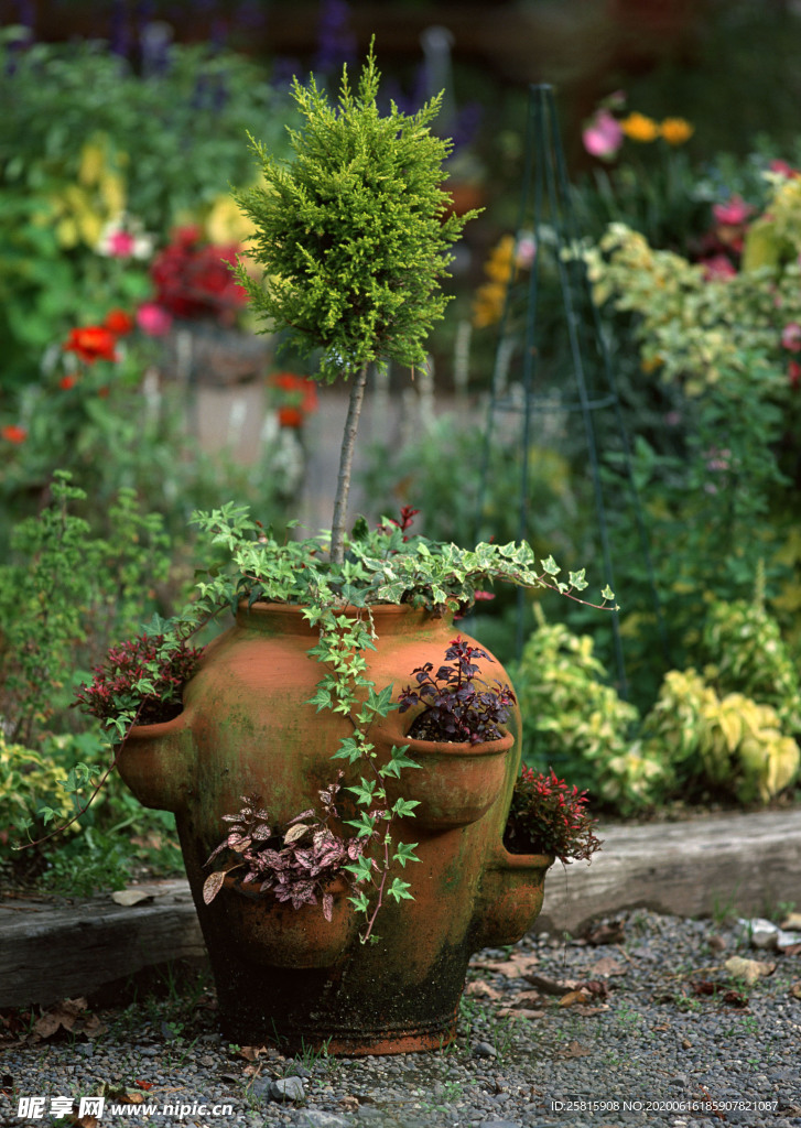 盆栽盆景瓶栽室内花草图片