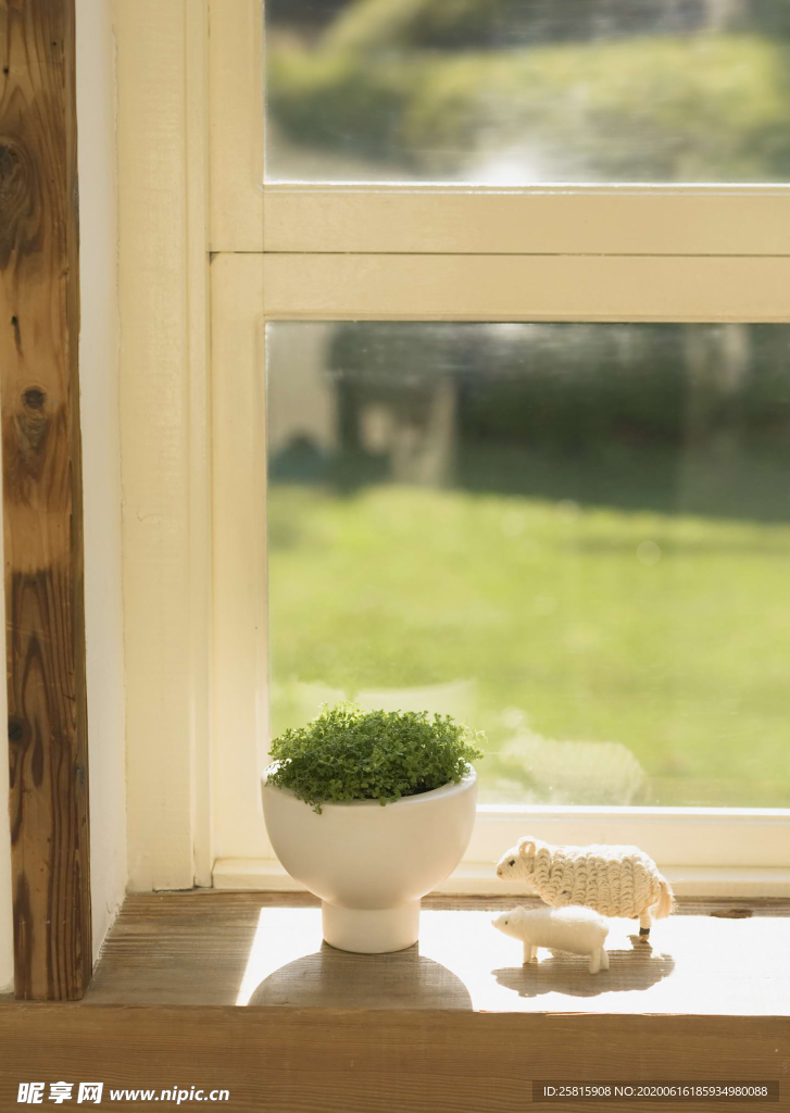 盆栽盆景瓶栽室内花草图片