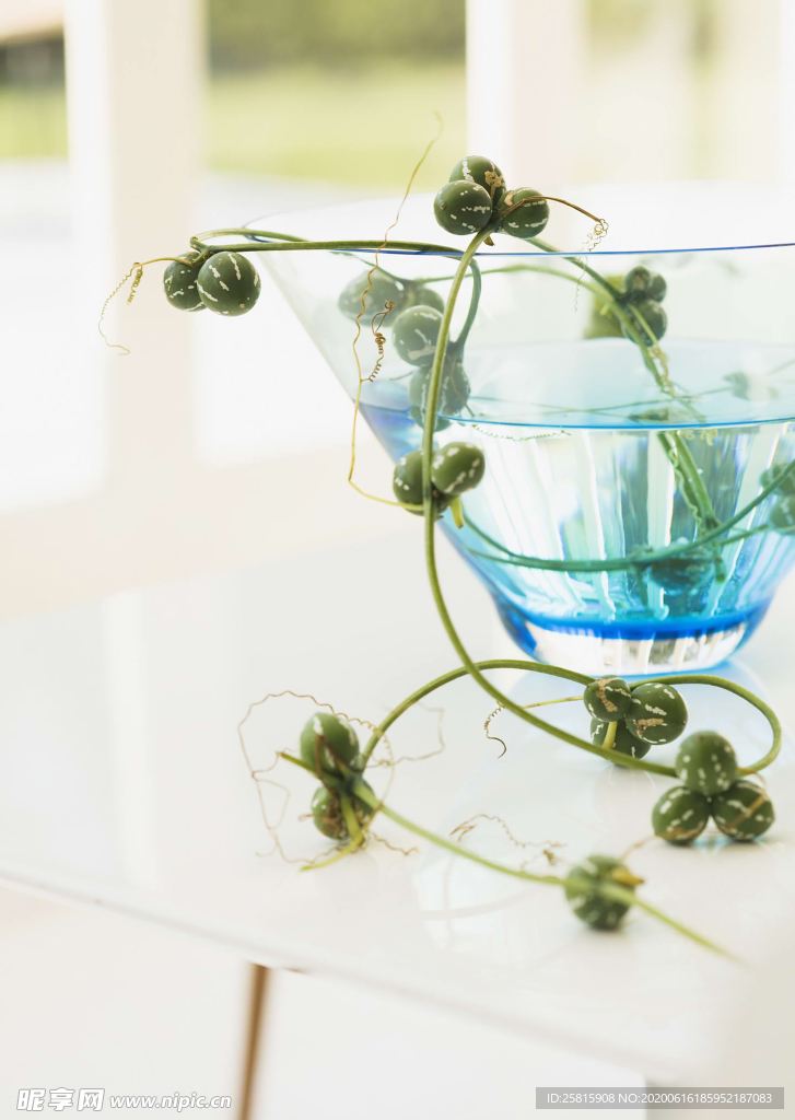 盆栽盆景瓶栽室内花草图片