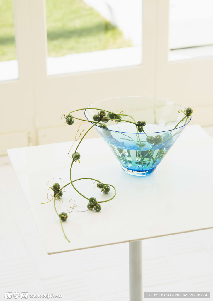 盆栽盆景瓶栽室内花草图片