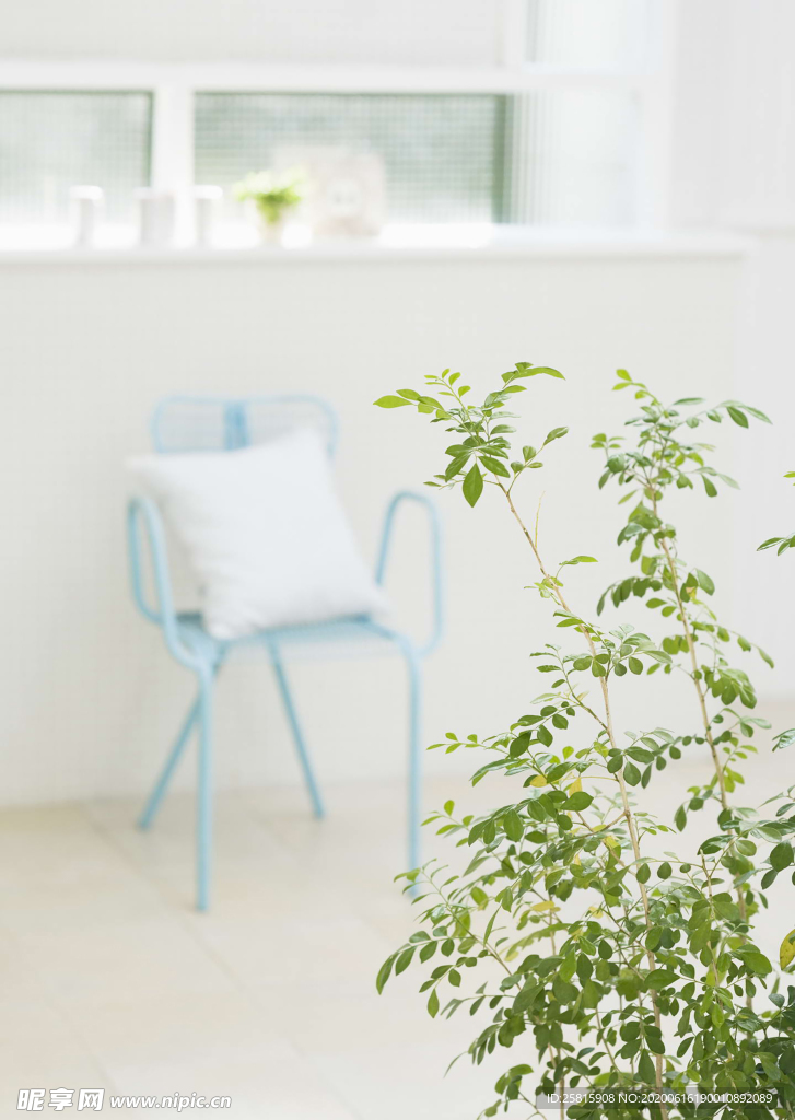 盆栽盆景瓶栽室内花草图片