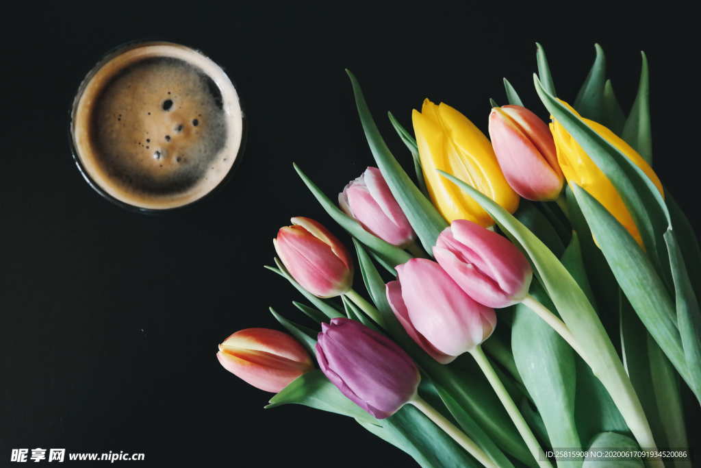 郁金香唯美清新图片