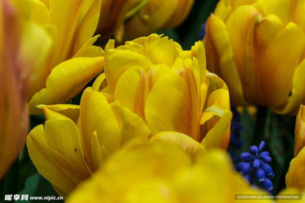 郁金香唯美清新图片