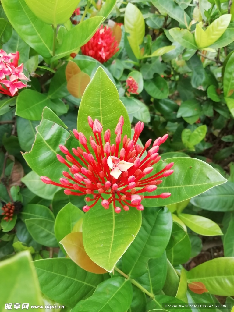 龙船花 ( 绣球花 ）