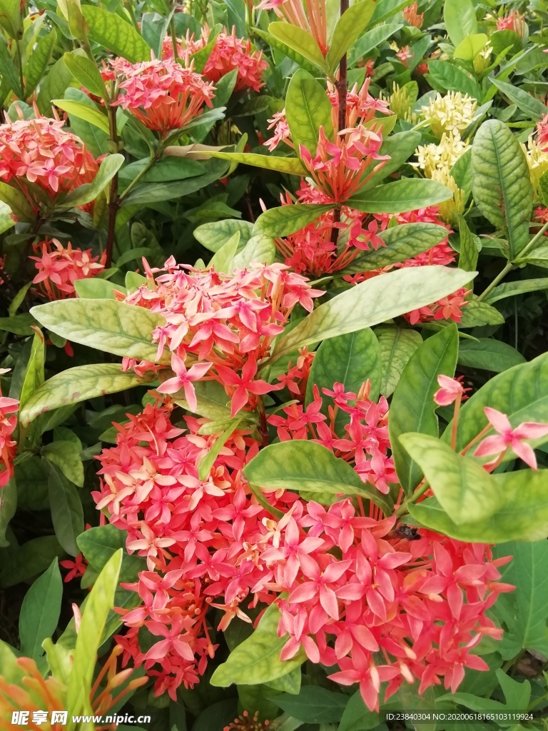 龙船花（绣球花）