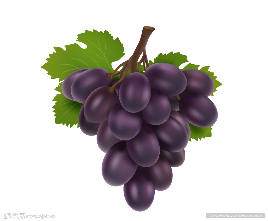 葡萄手绘