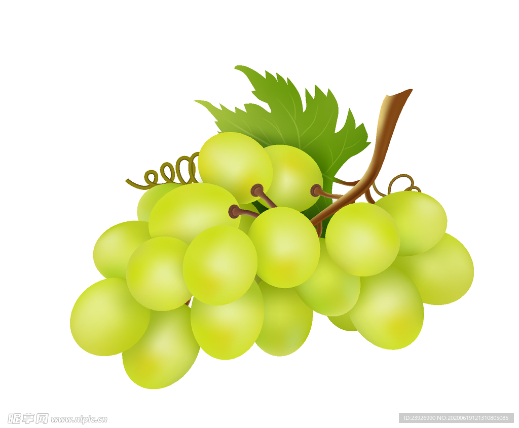 葡萄手绘