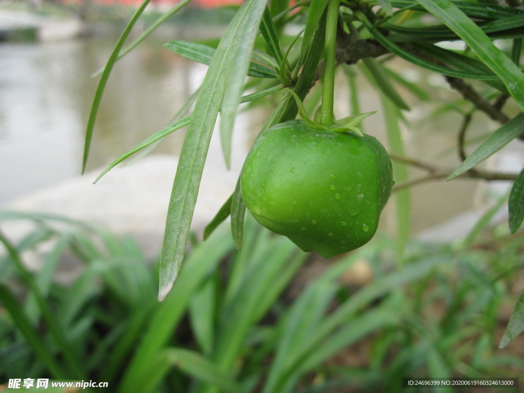黄花夹竹桃果实