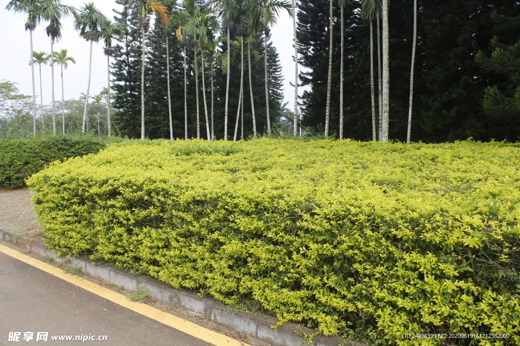 假连翘绿篱应用
