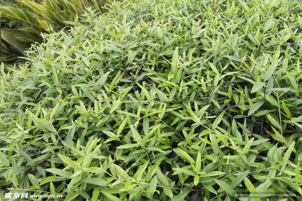 尖叶木樨榄叶子