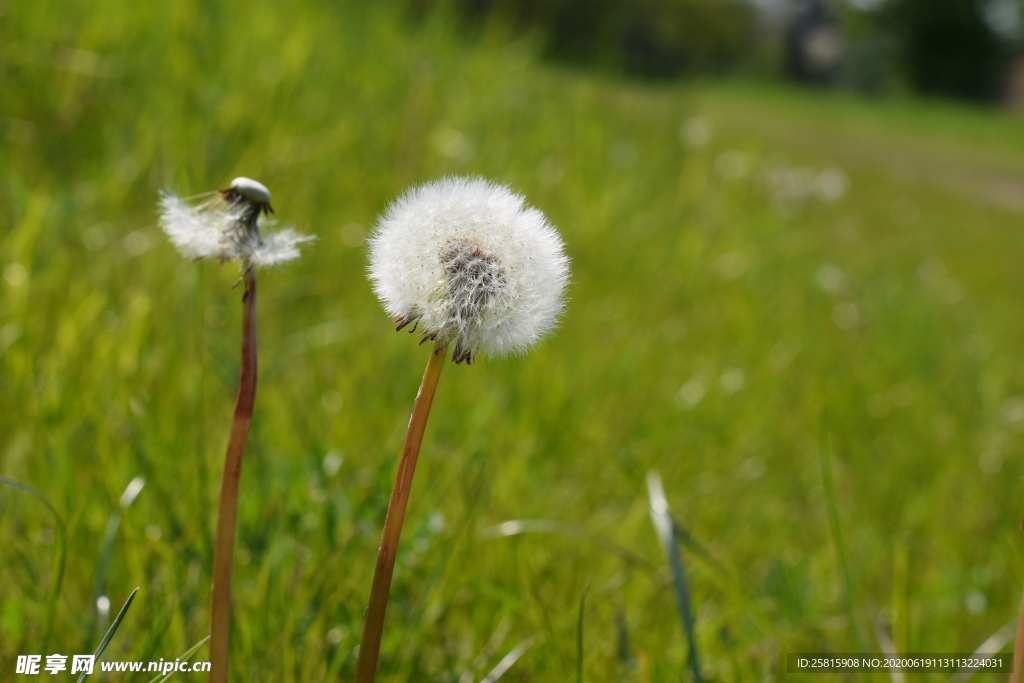 蒲公英花蒲公英飞絮图片