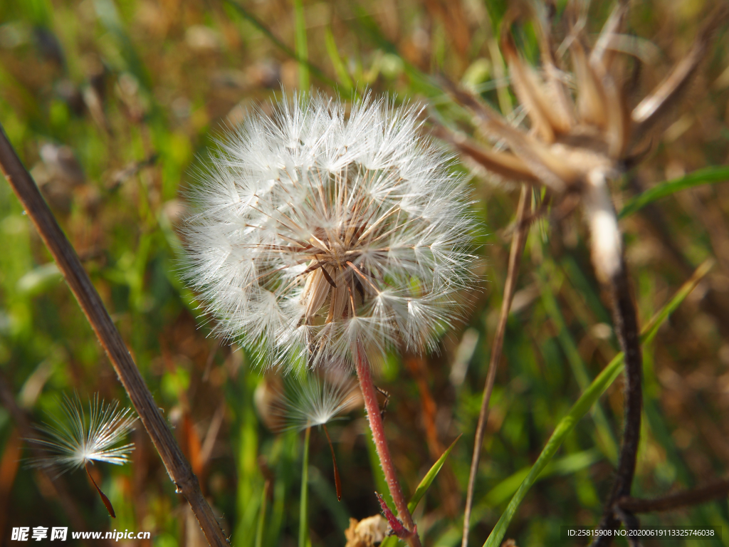 蒲公英花蒲公英飞絮图片