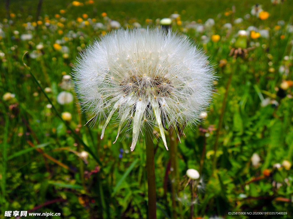 蒲公英花蒲公英飞絮图片