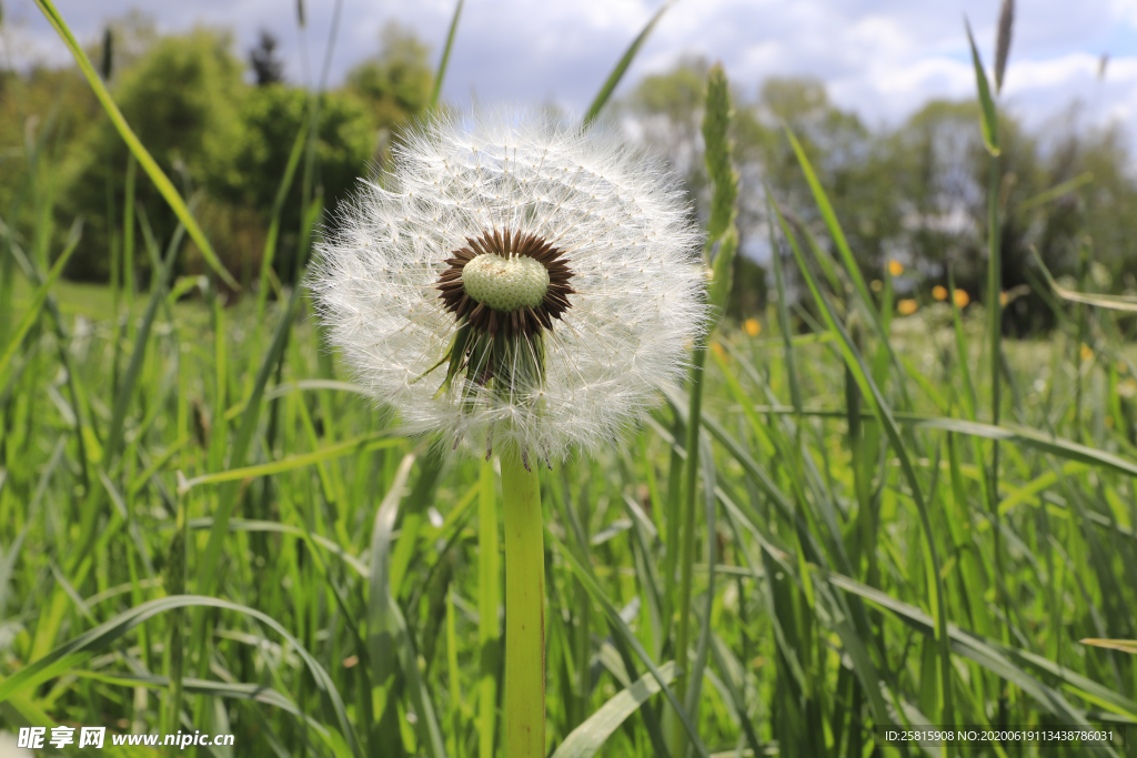 蒲公英花蒲公英飞絮图片