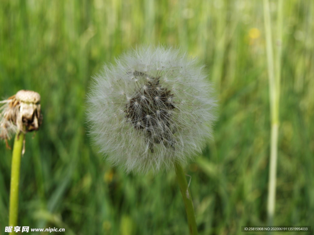 蒲公英花蒲公英飞絮图片