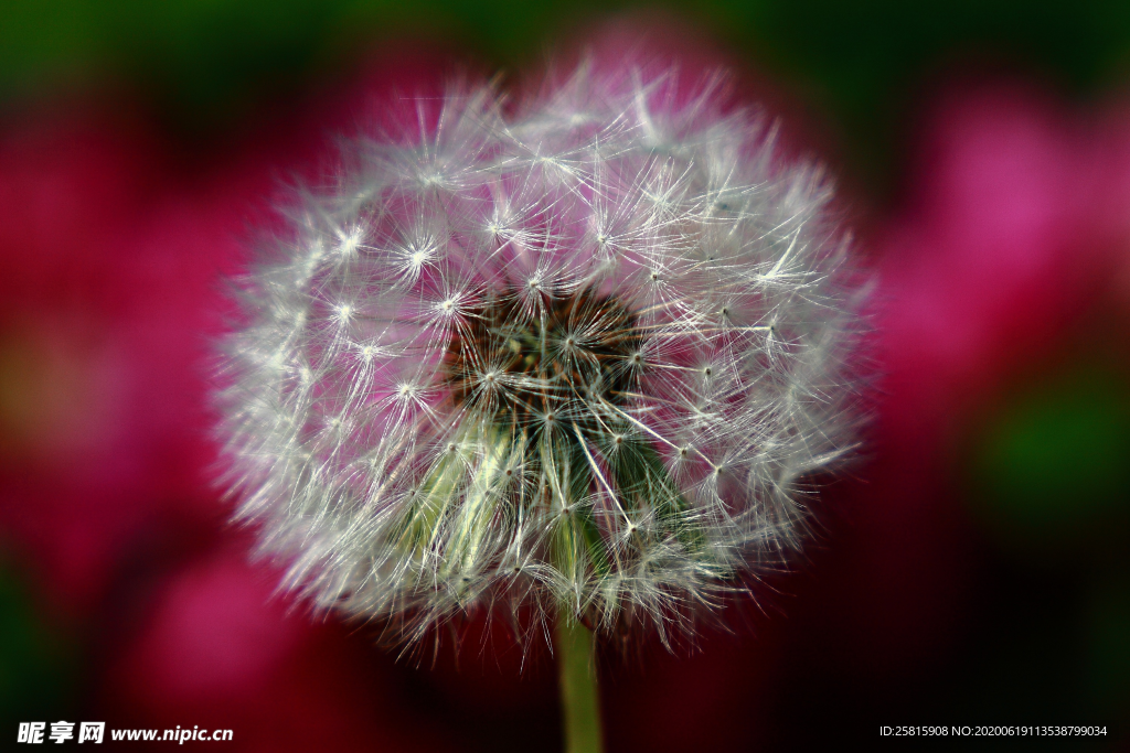 蒲公英花蒲公英飞絮图片