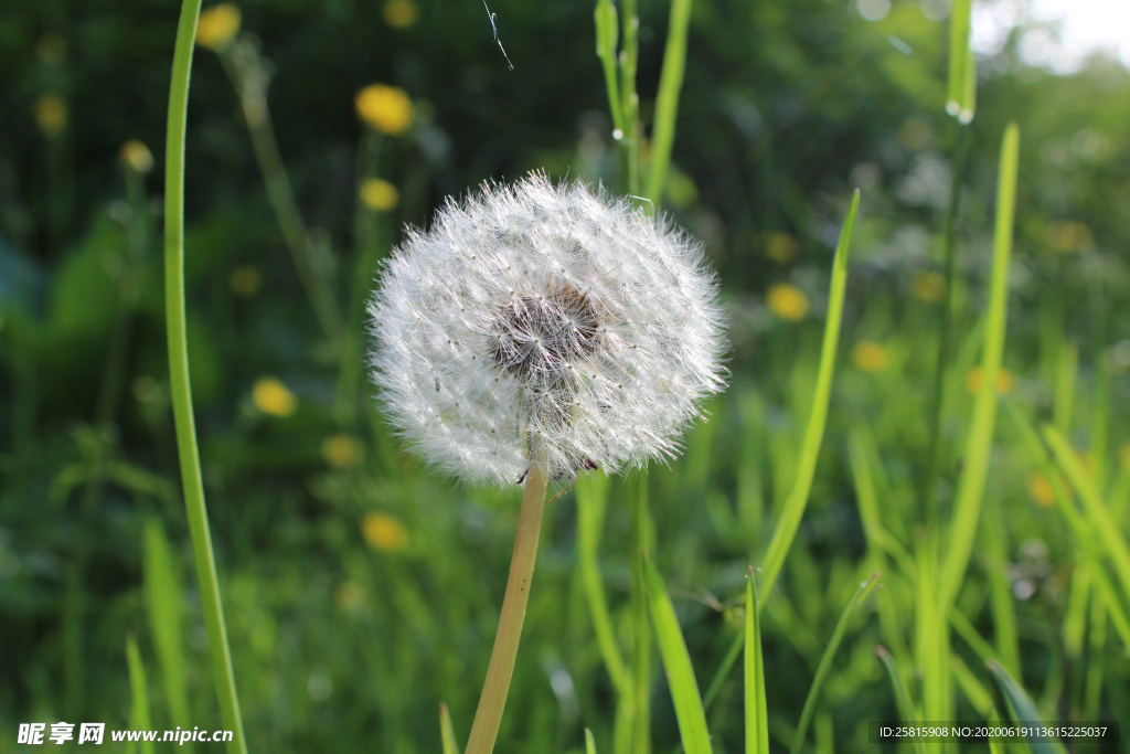 蒲公英花蒲公英飞絮图片