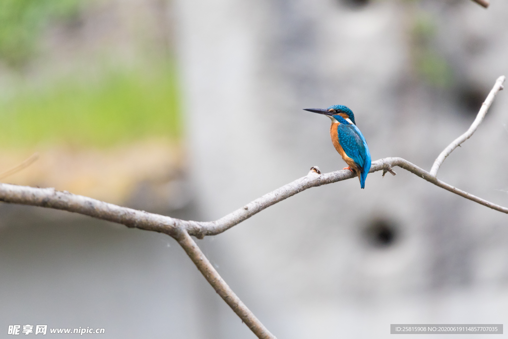 翠鸟空山鸟语图片