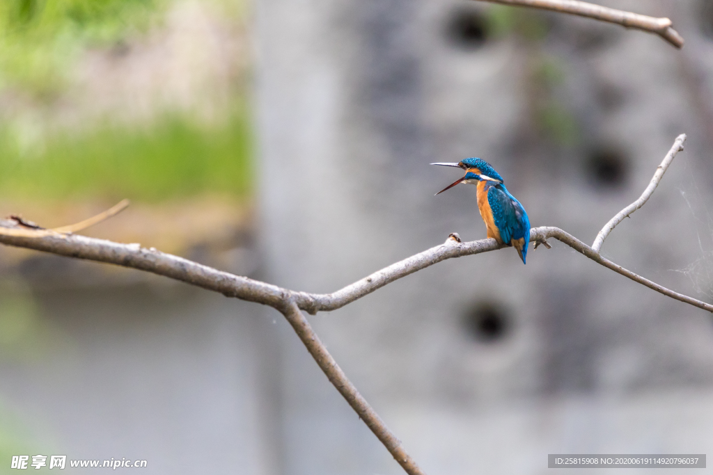 翠鸟空山鸟语图片