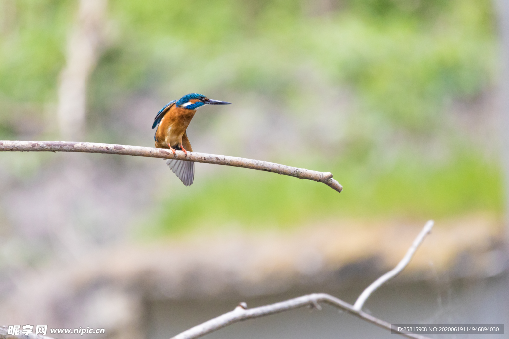 翠鸟空山鸟语图片