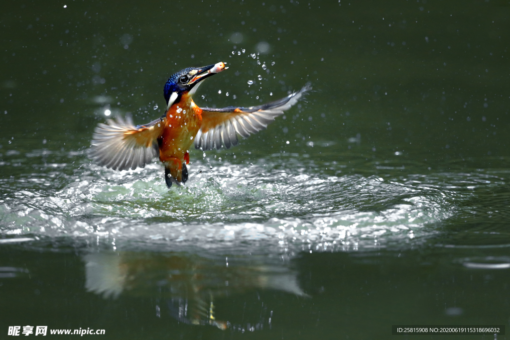 翠鸟空山鸟语图片