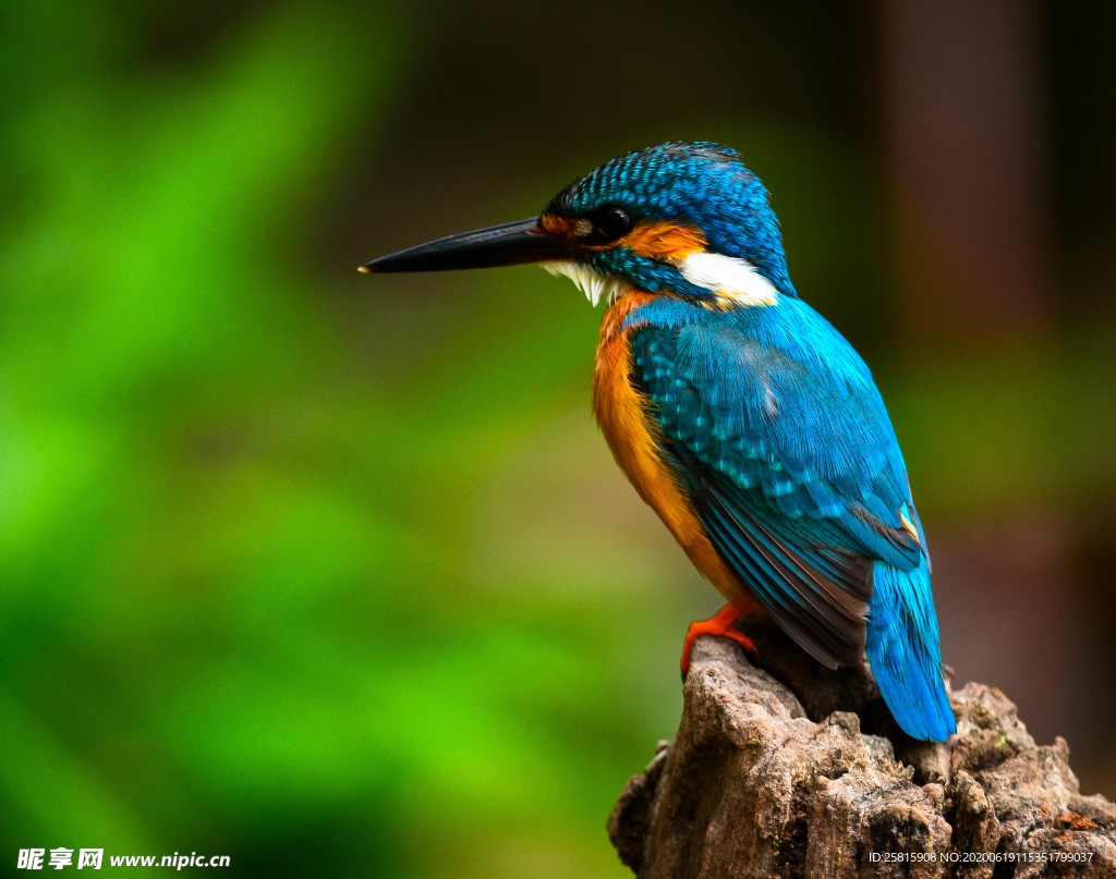 翠鸟空山鸟语图片