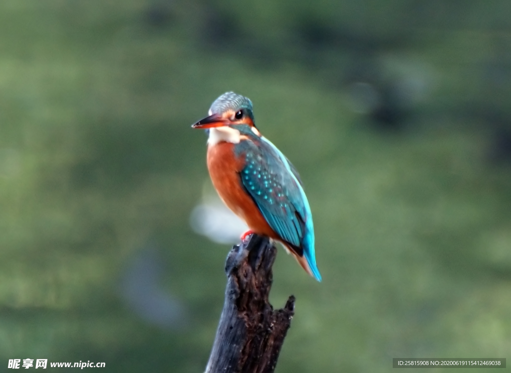 翠鸟空山鸟语图片