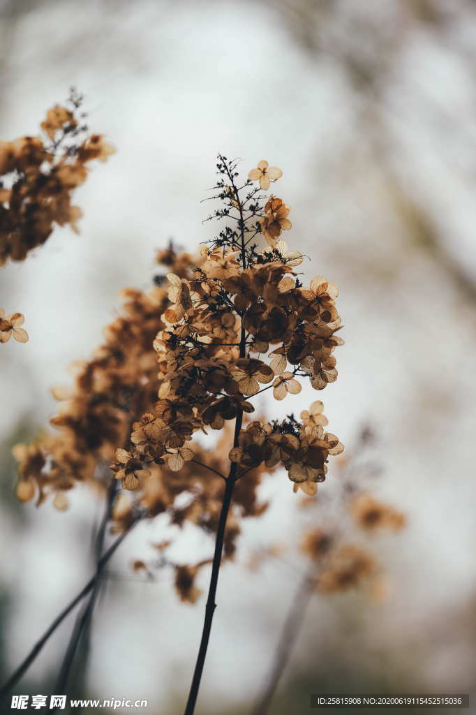 干花捧花瓶花插花图片