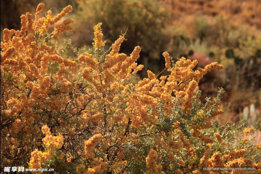 干花捧花瓶花插花图片
