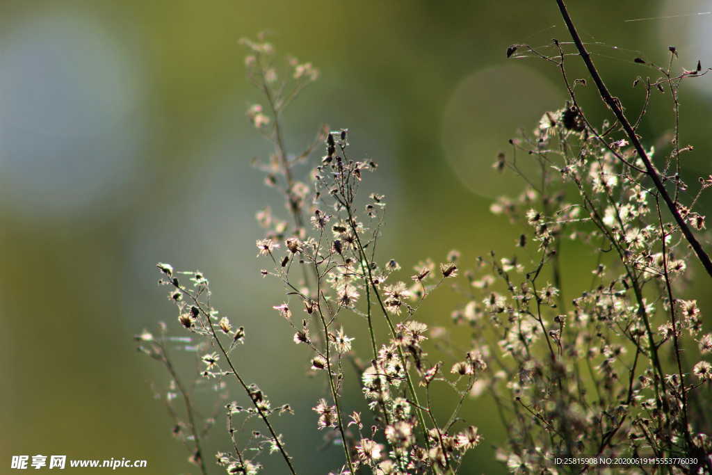 干花捧花瓶花插花图片
