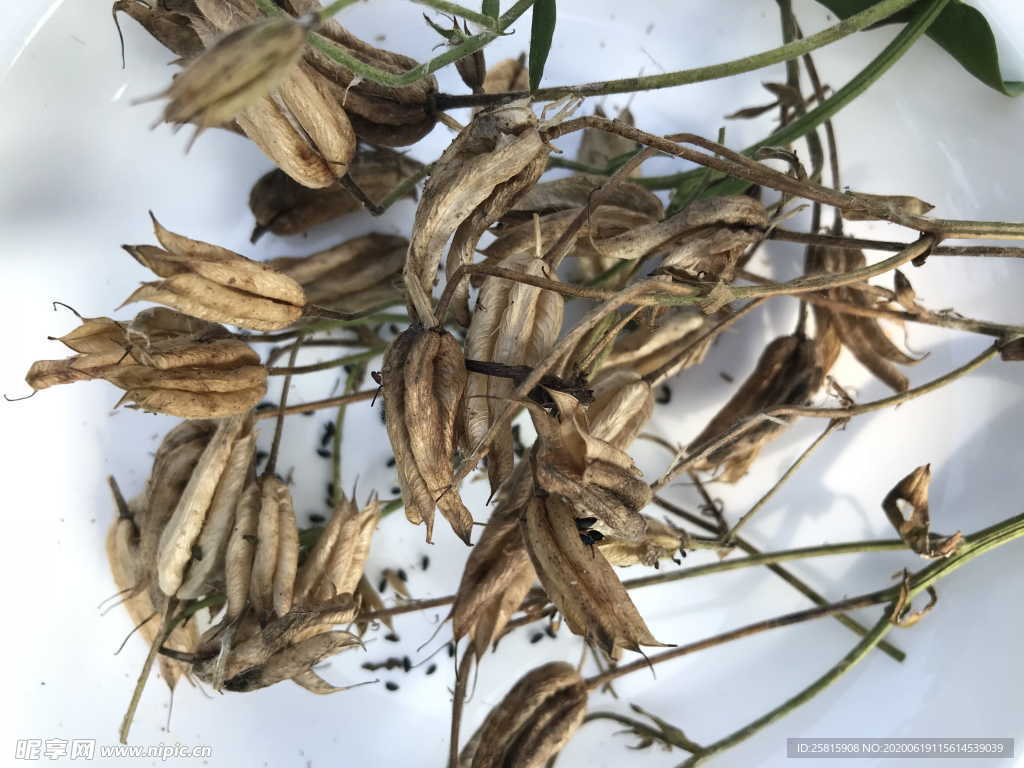 干花捧花瓶花插花图片