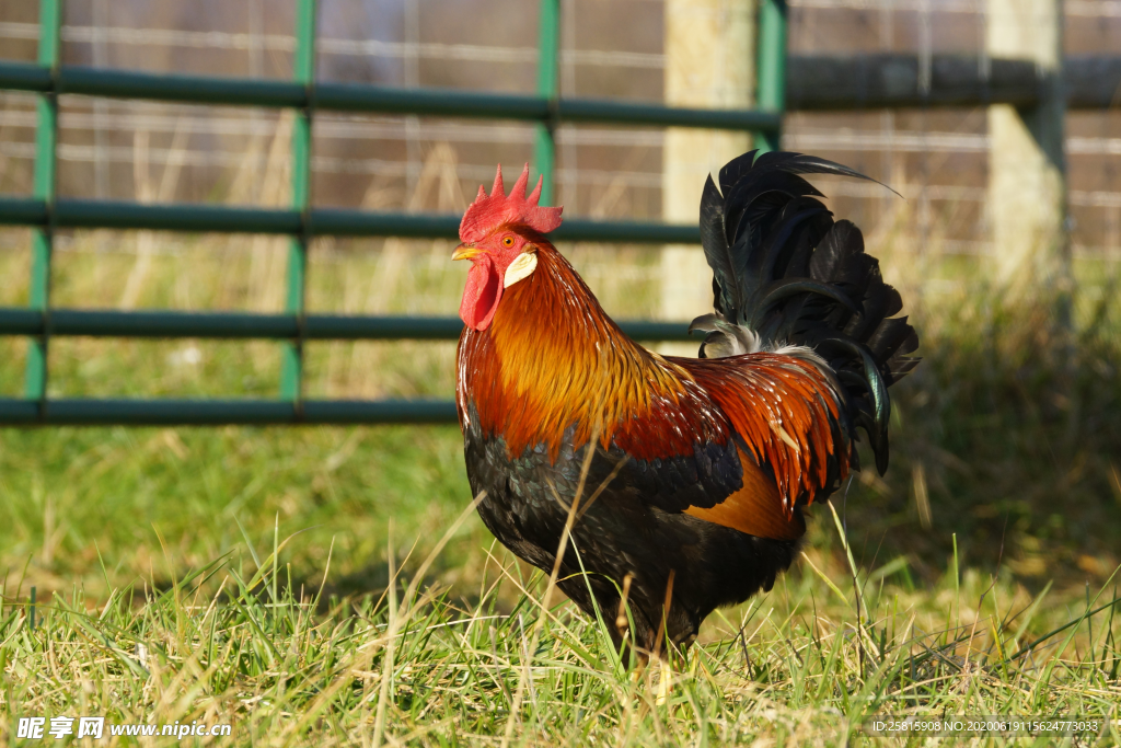 公鸡大公鸡小公鸡图片