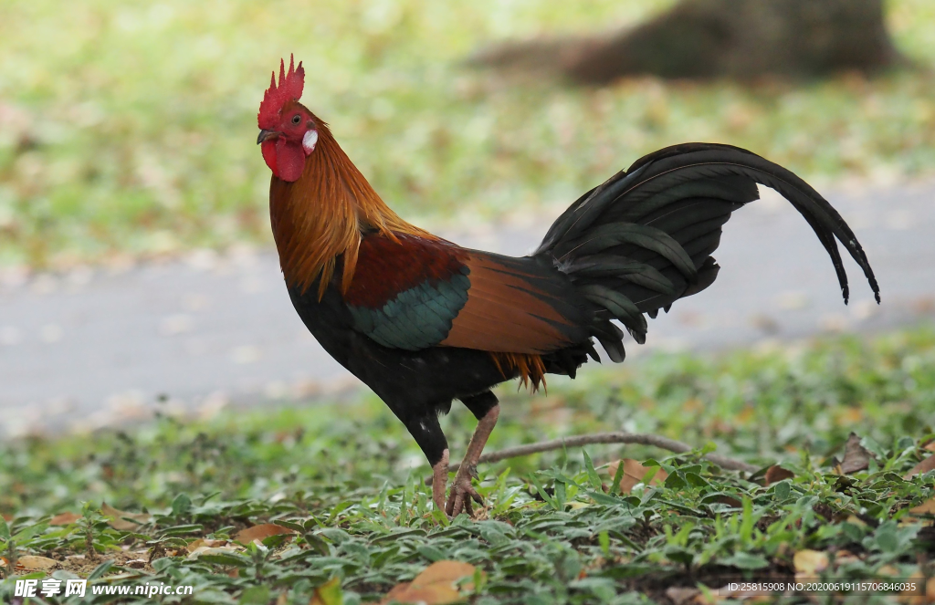 公鸡大公鸡小公鸡图片