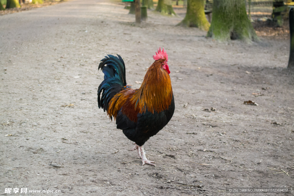 公鸡大公鸡小公鸡图片