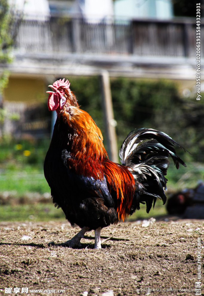 公鸡大公鸡小公鸡图片