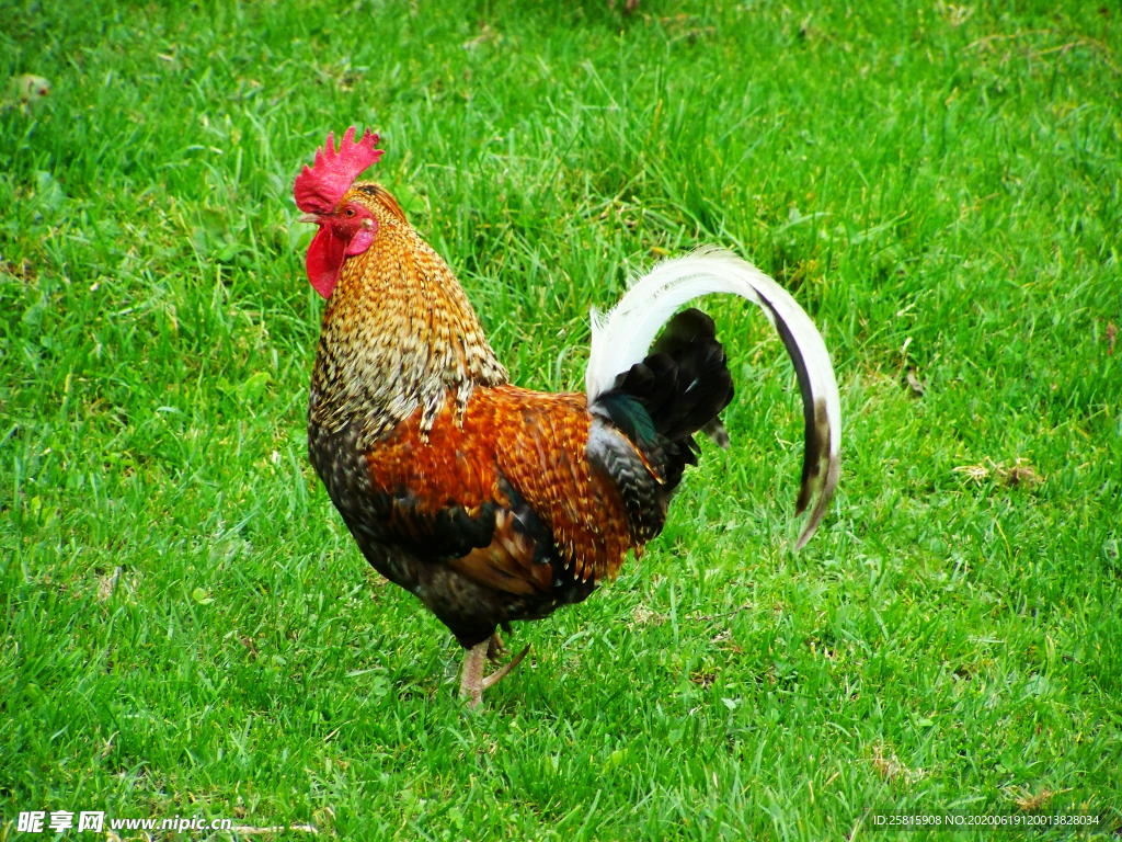 公鸡大公鸡小公鸡图片