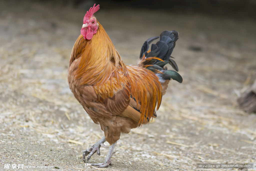 公鸡大公鸡小公鸡图片