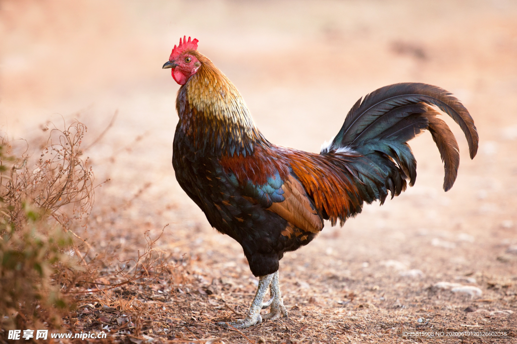 公鸡大公鸡小公鸡图片