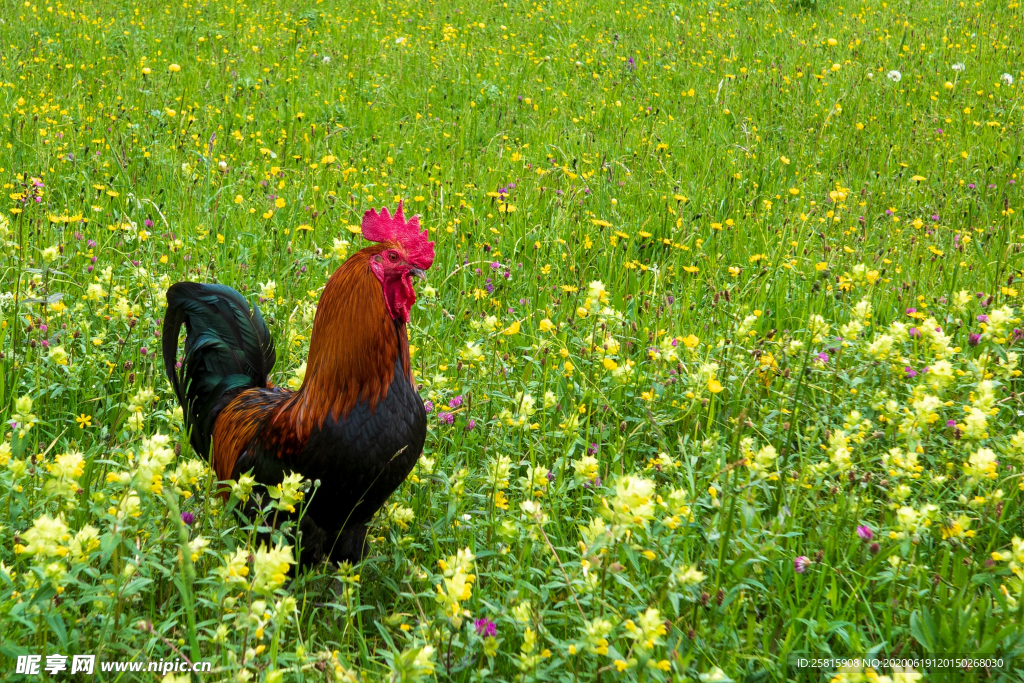 公鸡大公鸡小公鸡图片