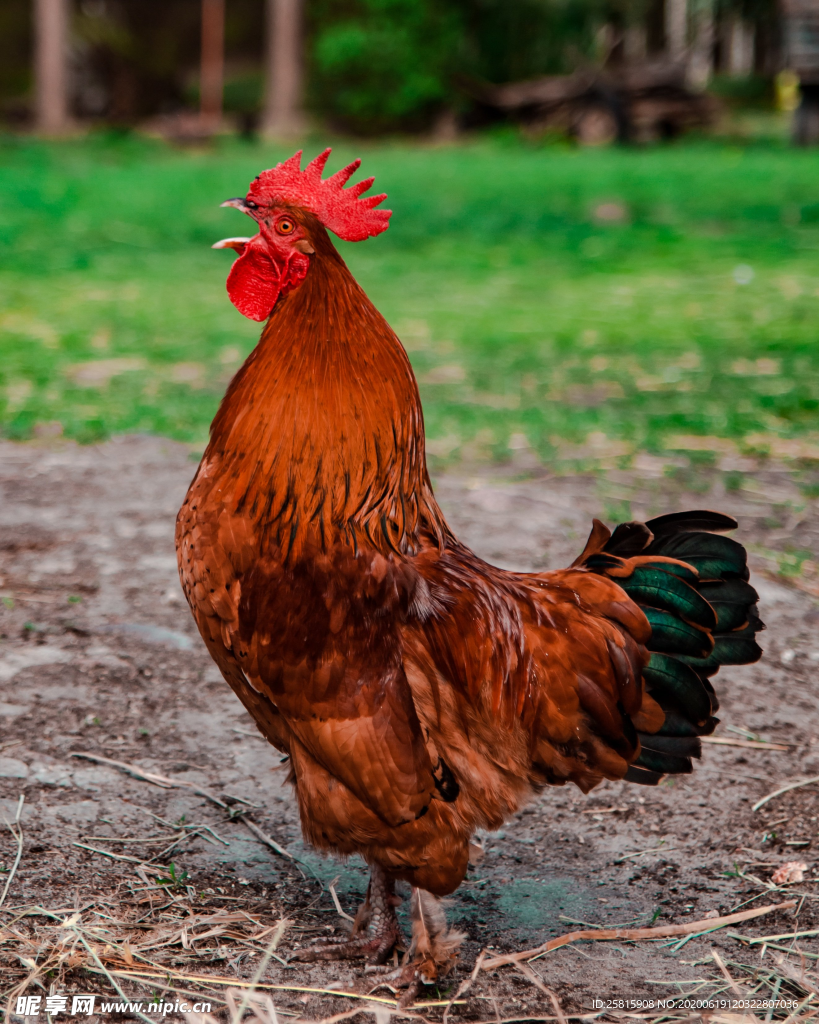 公鸡大公鸡小公鸡图片
