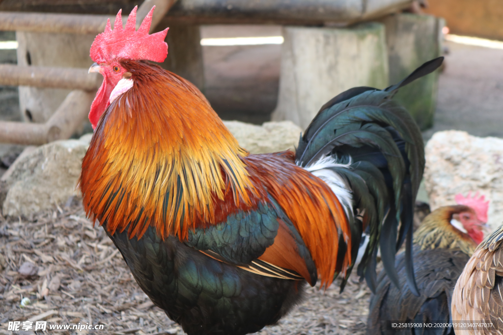 公鸡大公鸡小公鸡图片