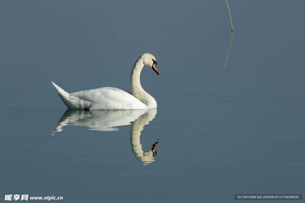 白天鹅空山鸟语图片