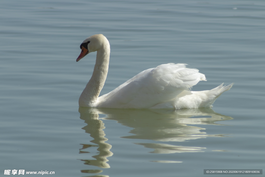 白天鹅空山鸟语图片