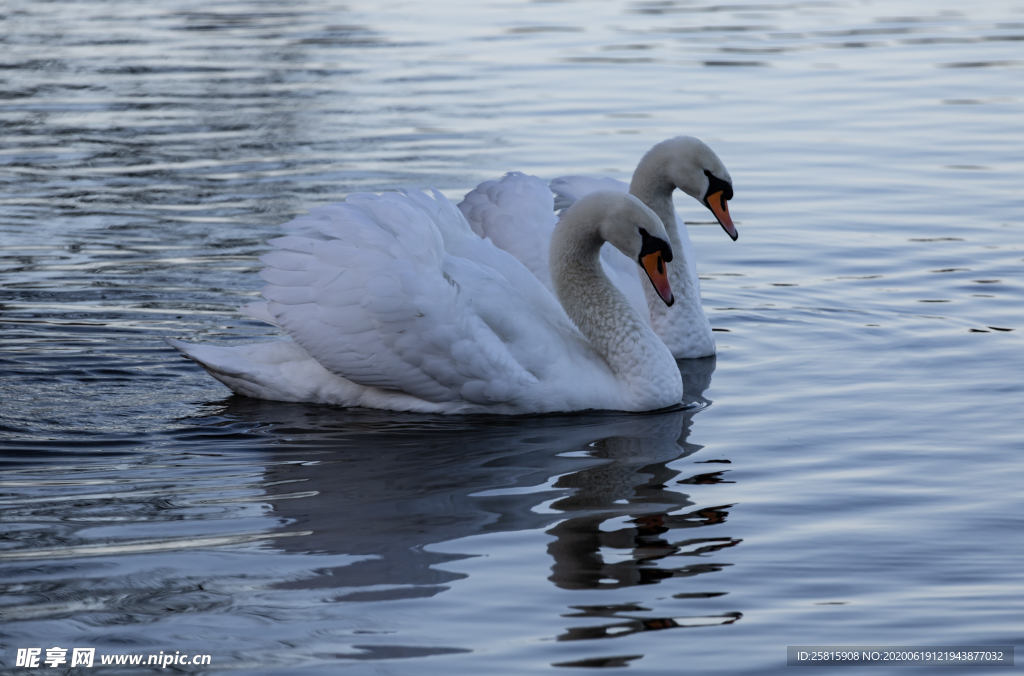 白天鹅空山鸟语图片